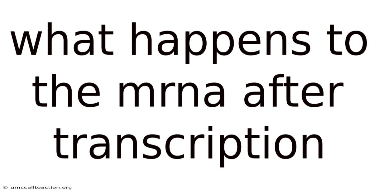What Happens To The Mrna After Transcription