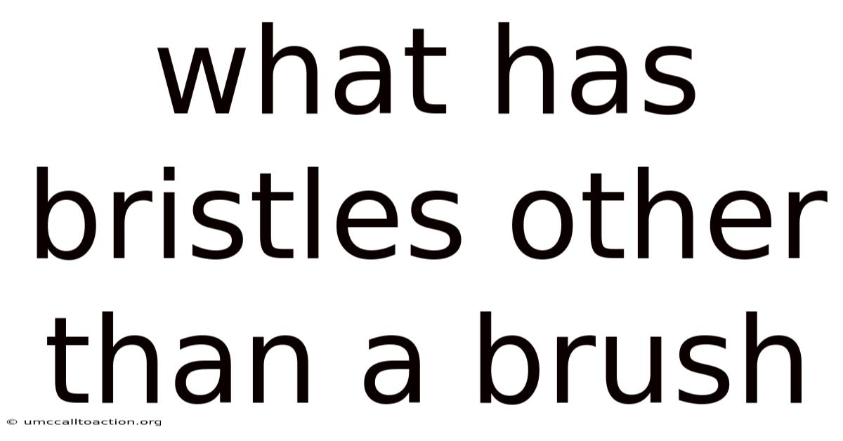 What Has Bristles Other Than A Brush