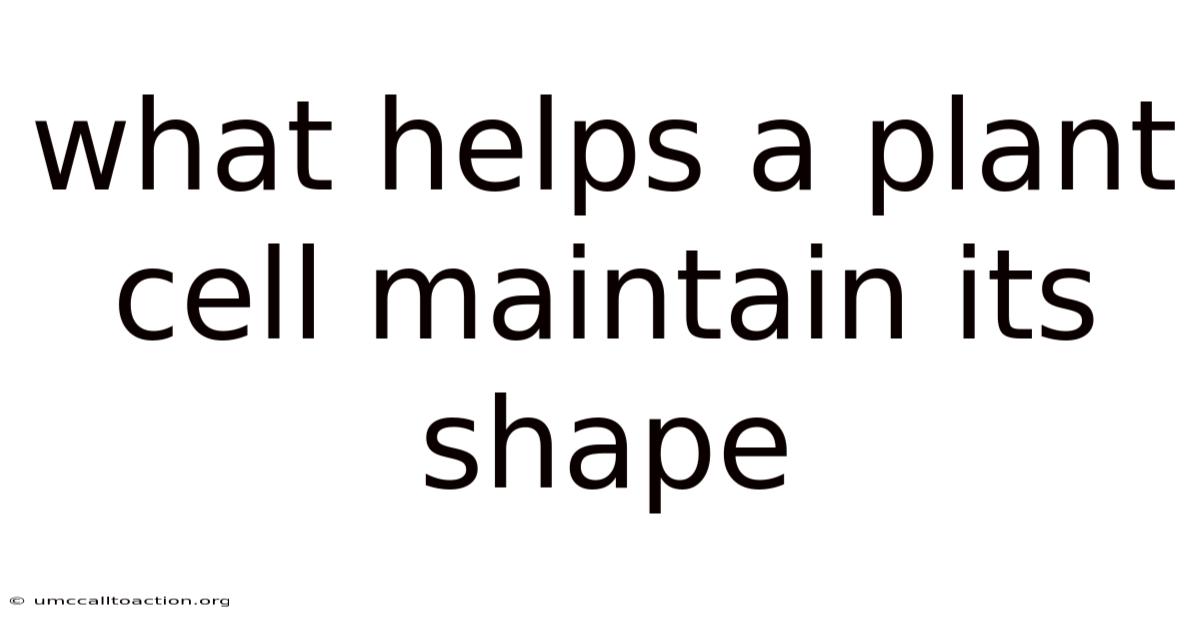 What Helps A Plant Cell Maintain Its Shape