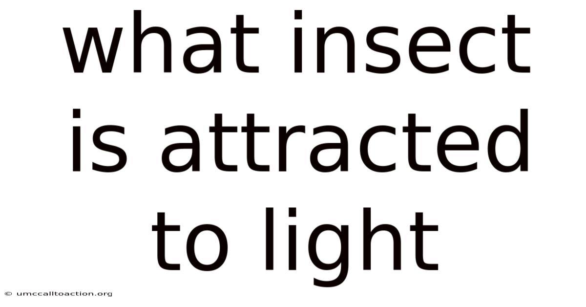 What Insect Is Attracted To Light