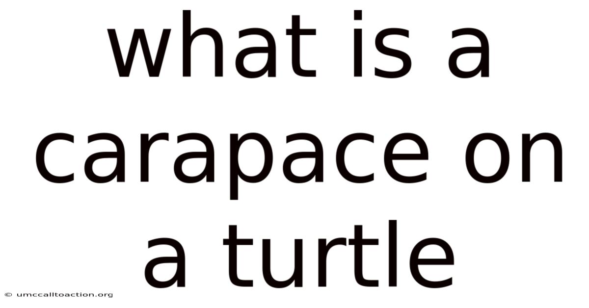 What Is A Carapace On A Turtle