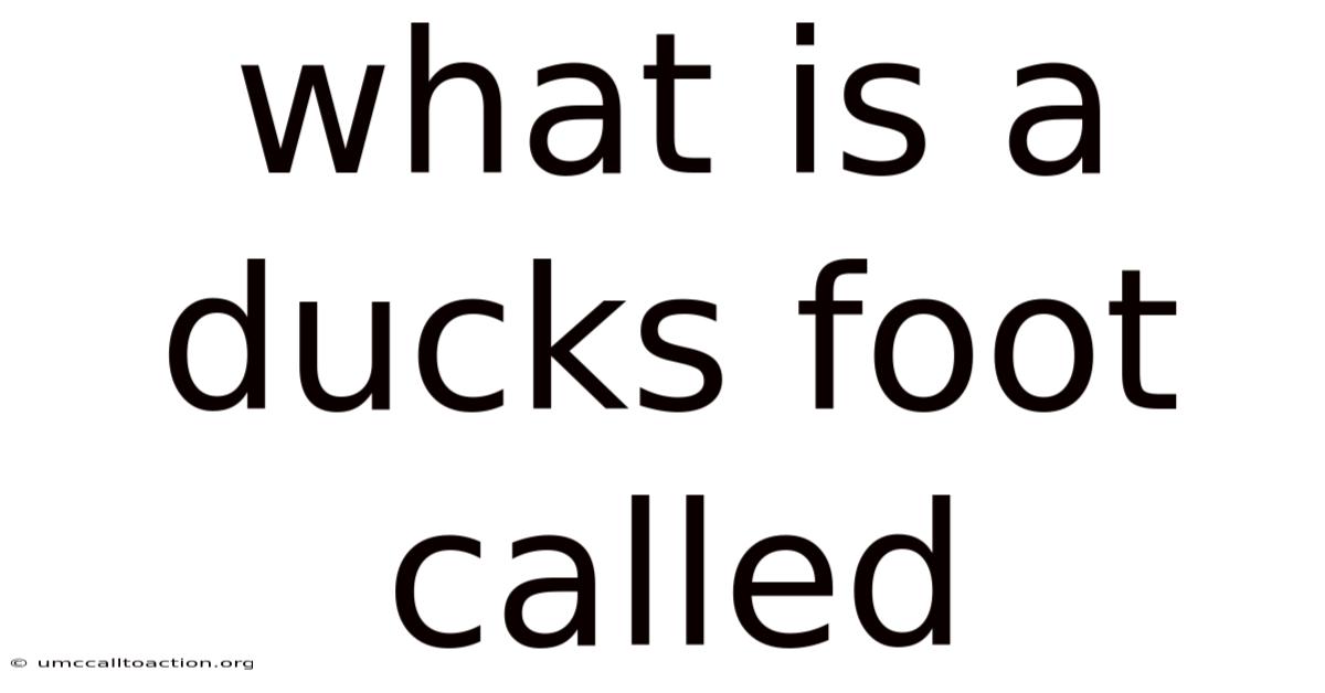What Is A Ducks Foot Called