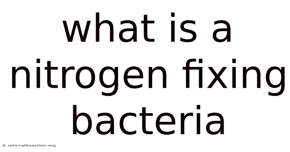 What Is A Nitrogen Fixing Bacteria