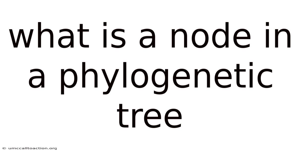 What Is A Node In A Phylogenetic Tree