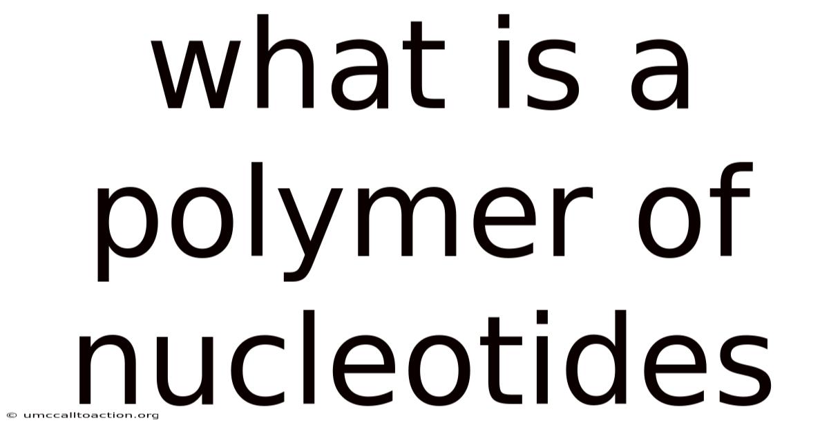 What Is A Polymer Of Nucleotides