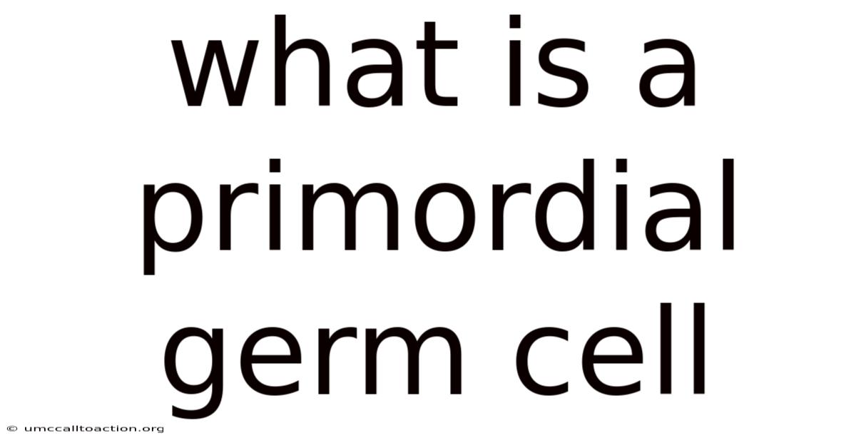 What Is A Primordial Germ Cell
