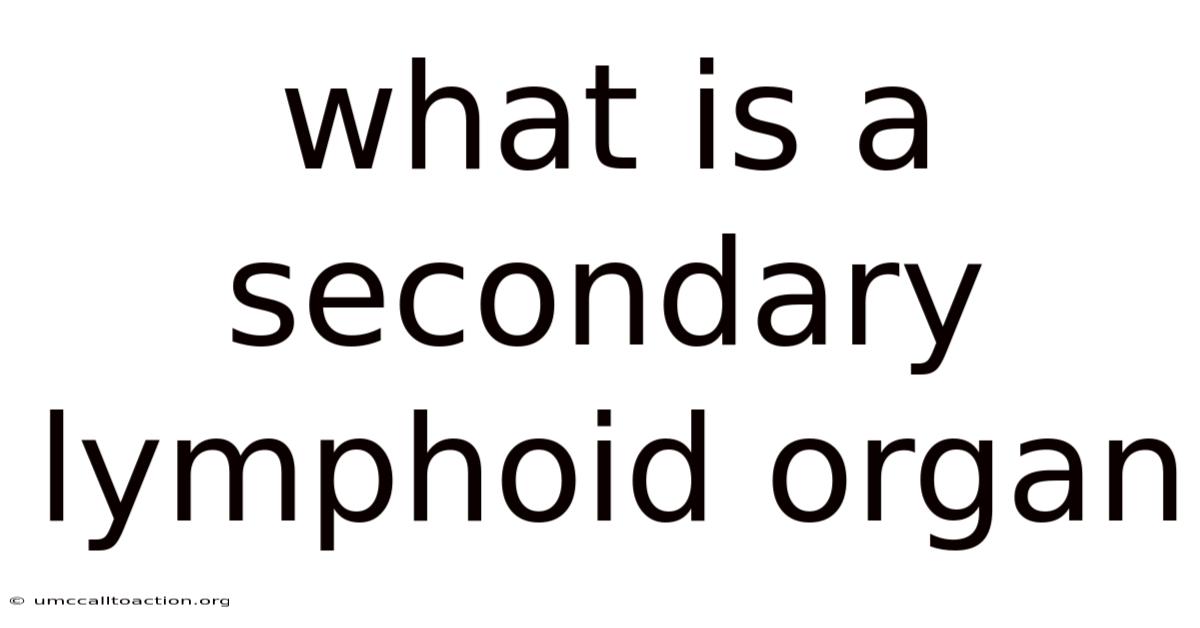 What Is A Secondary Lymphoid Organ
