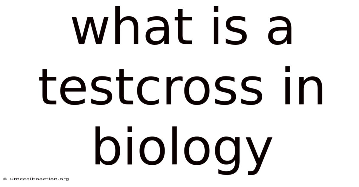 What Is A Testcross In Biology