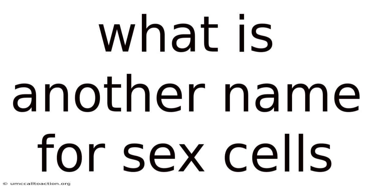 What Is Another Name For Sex Cells