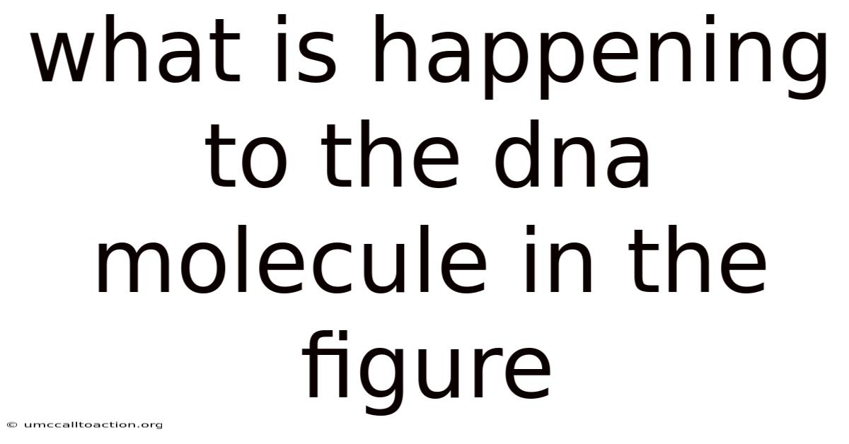 What Is Happening To The Dna Molecule In The Figure