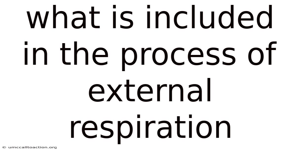 What Is Included In The Process Of External Respiration