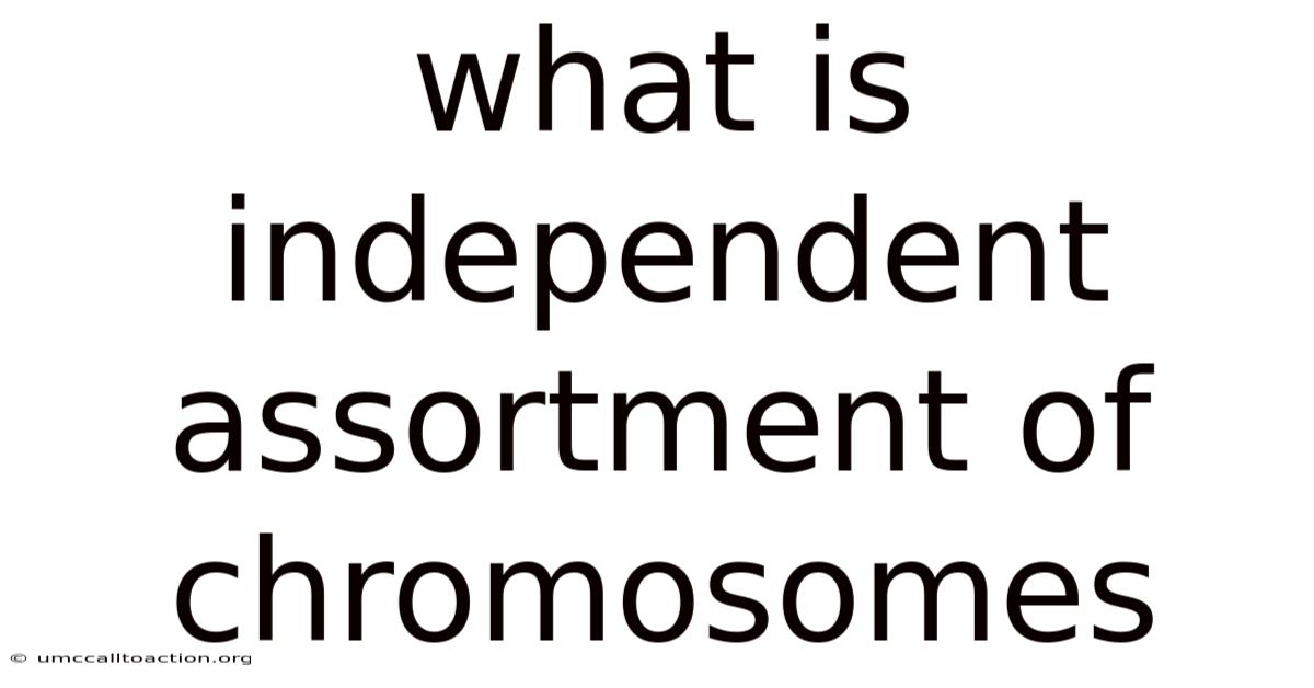 What Is Independent Assortment Of Chromosomes