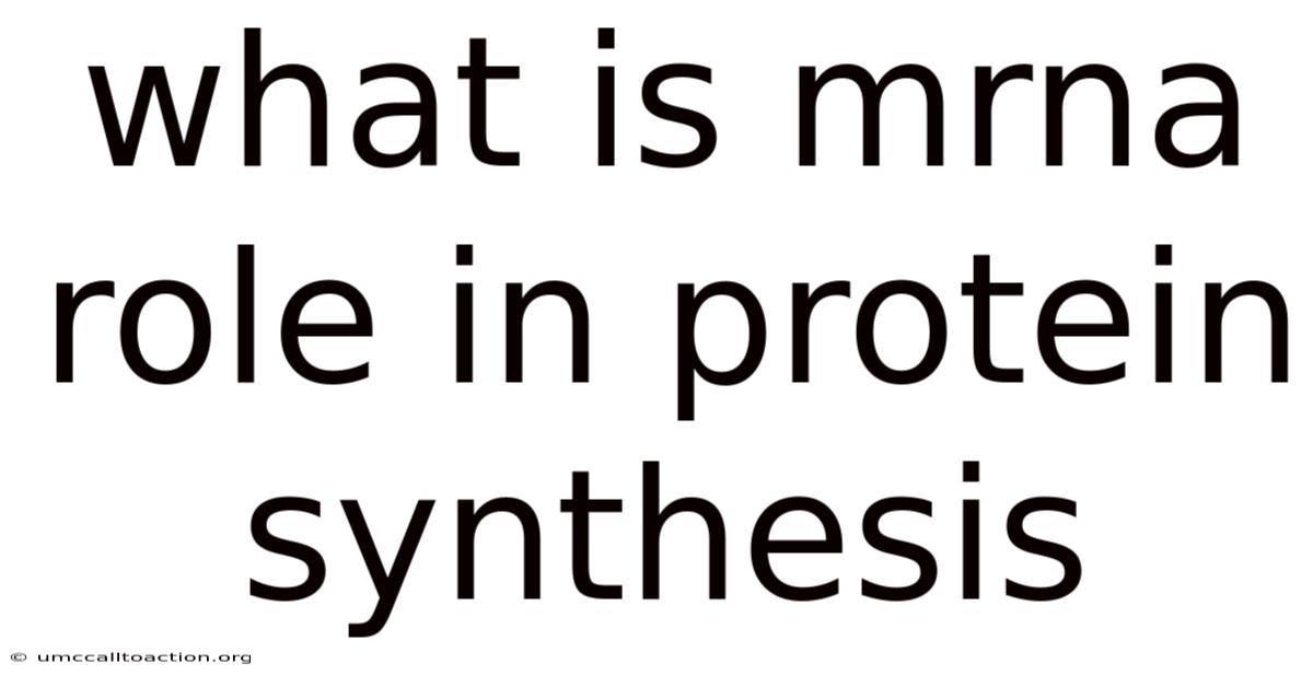 What Is Mrna Role In Protein Synthesis