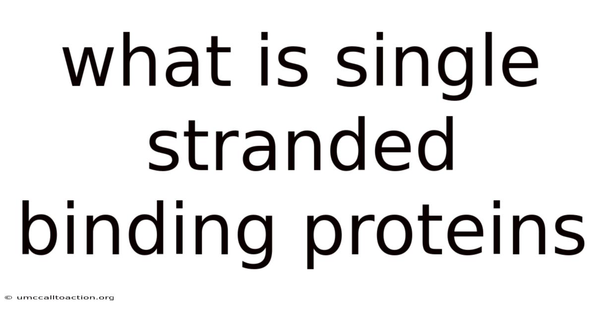 What Is Single Stranded Binding Proteins