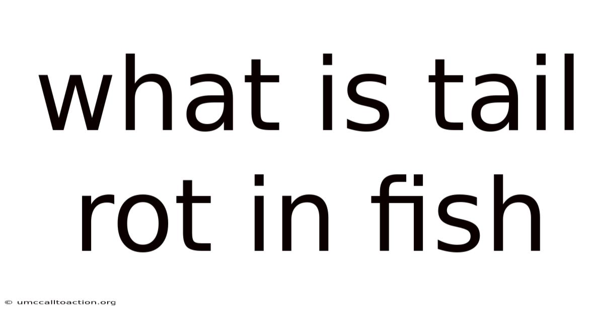 What Is Tail Rot In Fish