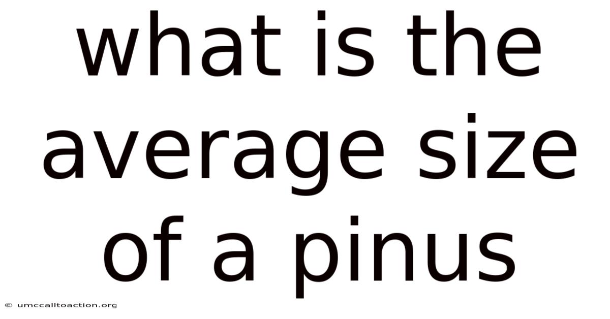 What Is The Average Size Of A Pinus