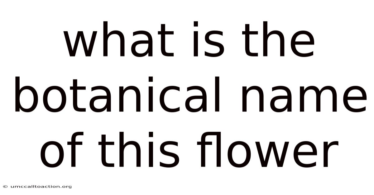 What Is The Botanical Name Of This Flower