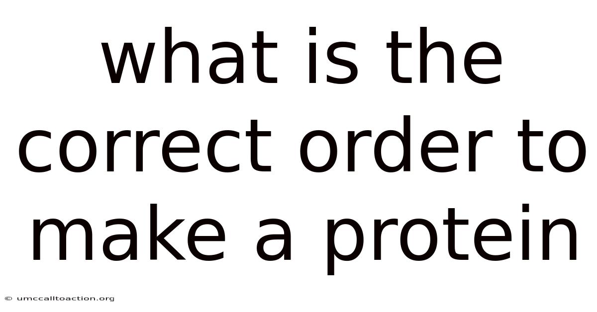What Is The Correct Order To Make A Protein