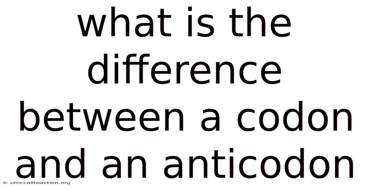 What Is The Difference Between A Codon And An Anticodon
