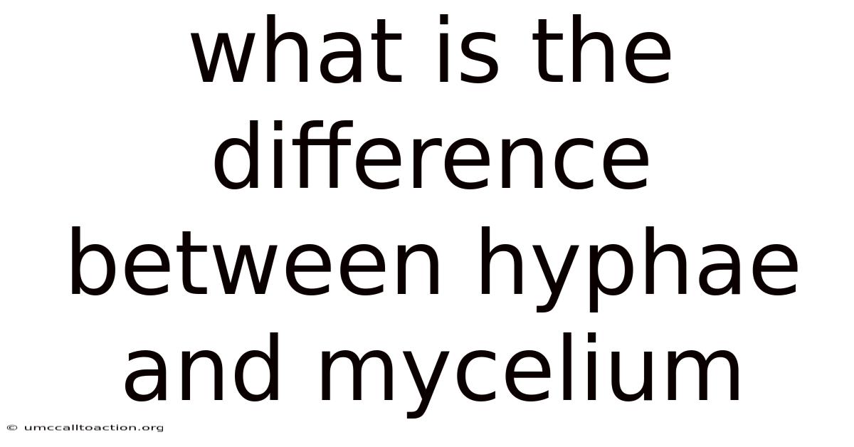 What Is The Difference Between Hyphae And Mycelium