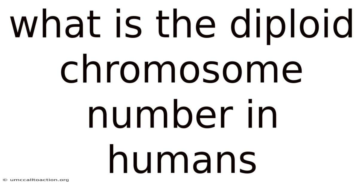 What Is The Diploid Chromosome Number In Humans