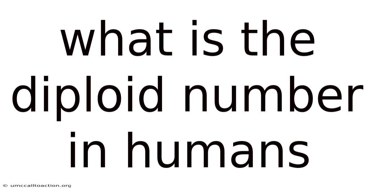 What Is The Diploid Number In Humans