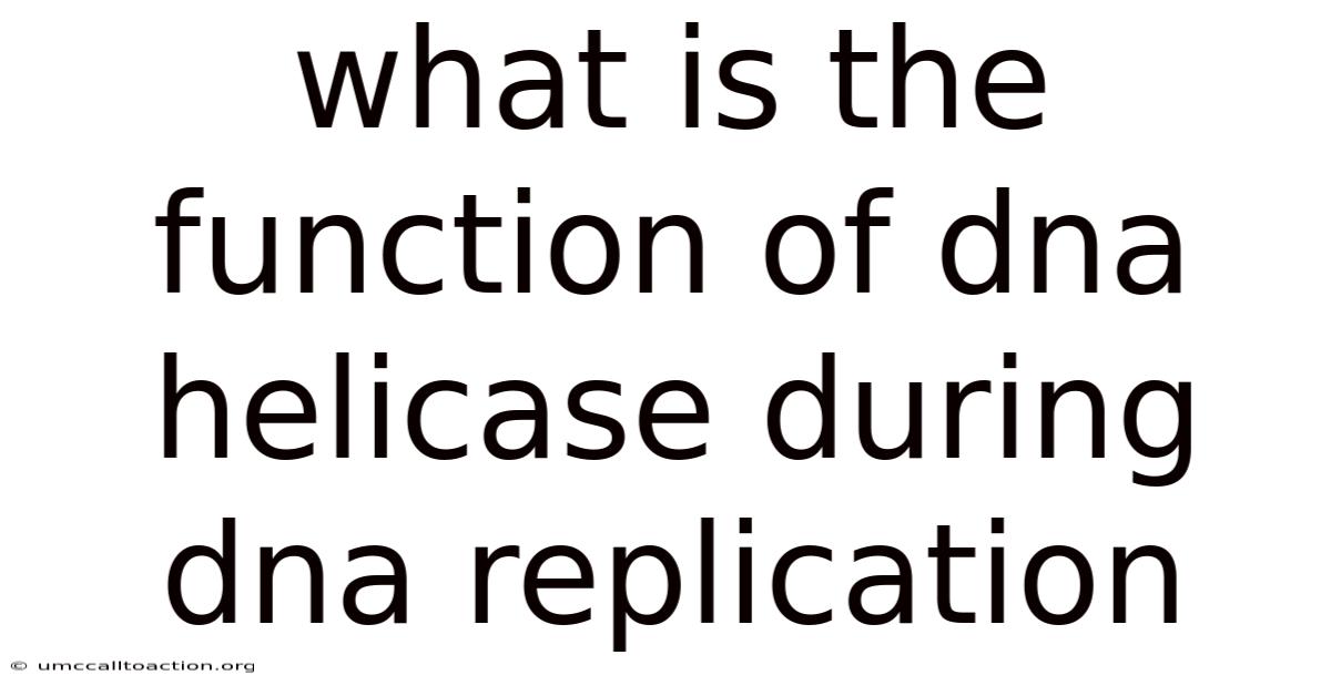 What Is The Function Of Dna Helicase During Dna Replication