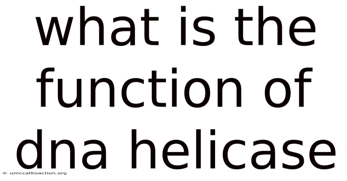 What Is The Function Of Dna Helicase