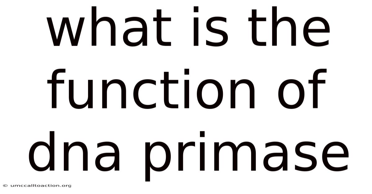 What Is The Function Of Dna Primase