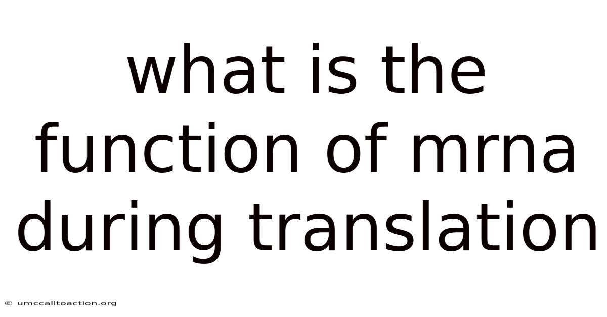 What Is The Function Of Mrna During Translation
