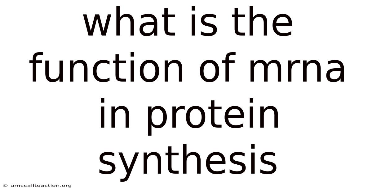 What Is The Function Of Mrna In Protein Synthesis