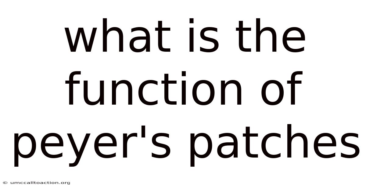 What Is The Function Of Peyer's Patches