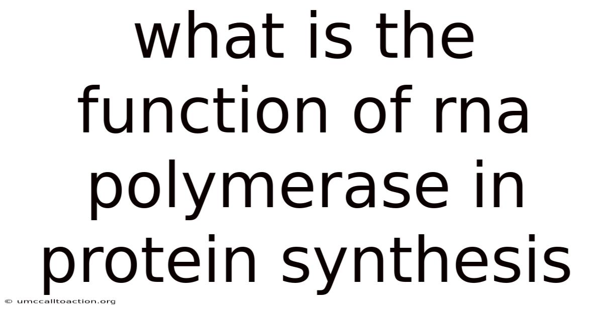 What Is The Function Of Rna Polymerase In Protein Synthesis