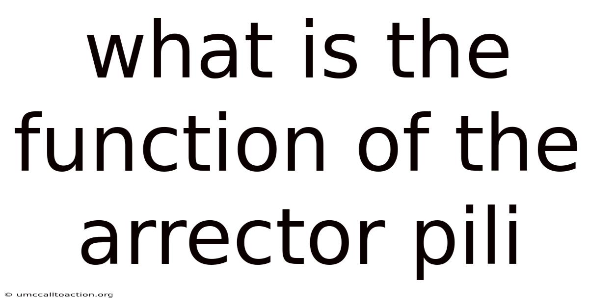 What Is The Function Of The Arrector Pili