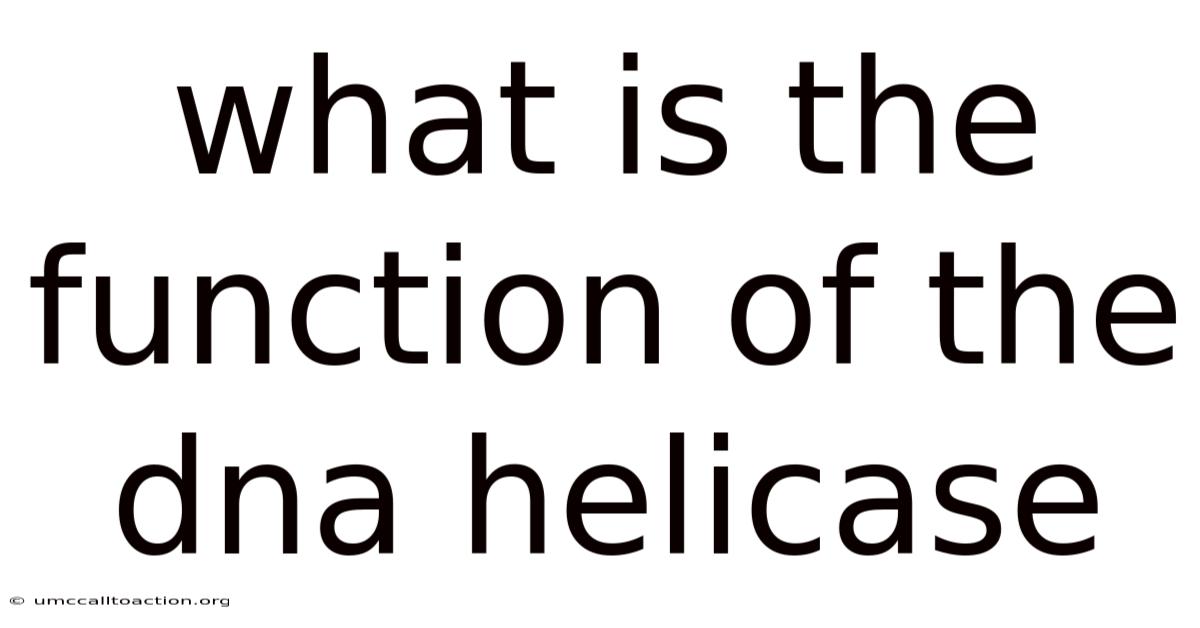 What Is The Function Of The Dna Helicase