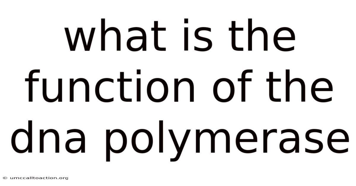 What Is The Function Of The Dna Polymerase