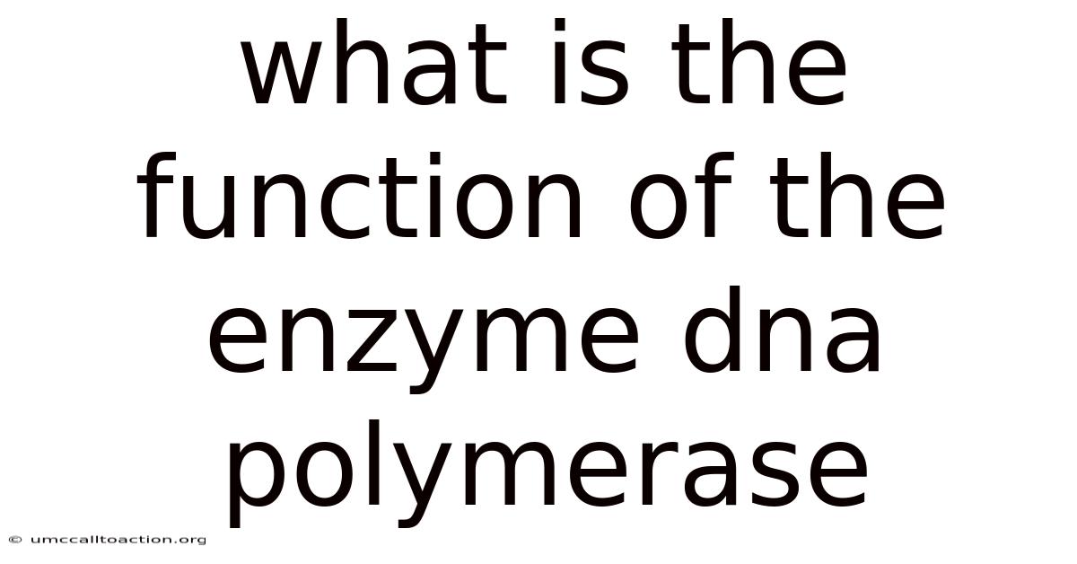 What Is The Function Of The Enzyme Dna Polymerase