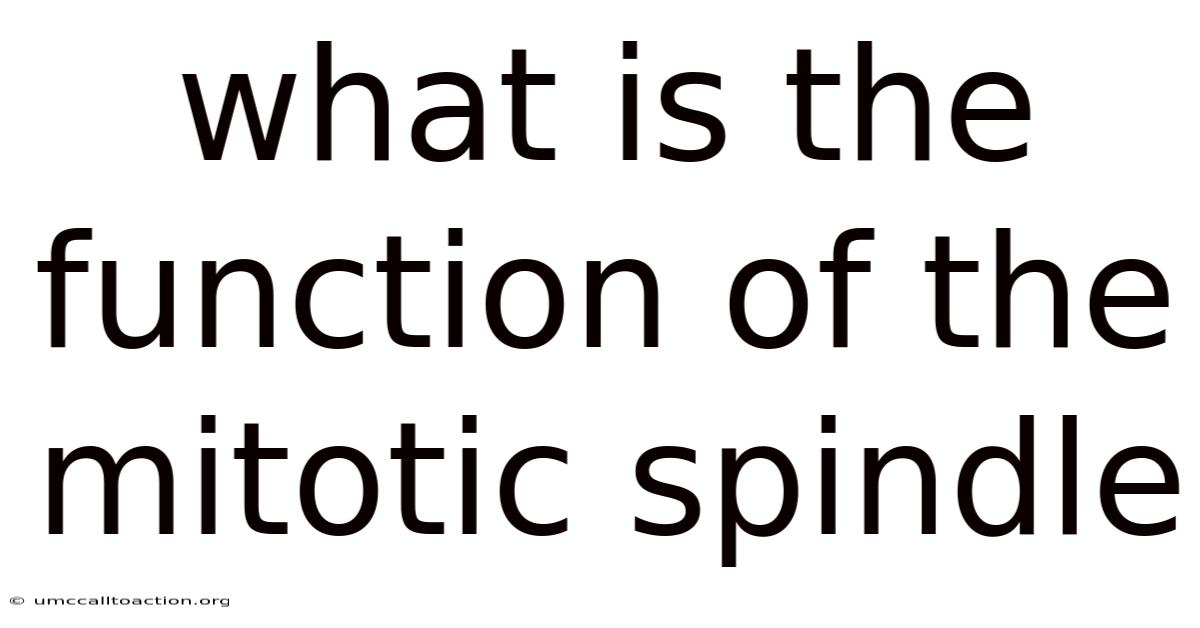 What Is The Function Of The Mitotic Spindle