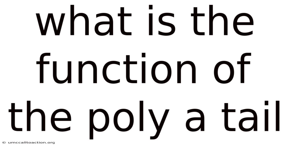 What Is The Function Of The Poly A Tail