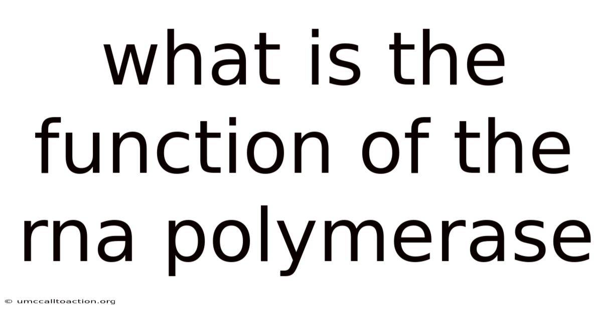 What Is The Function Of The Rna Polymerase