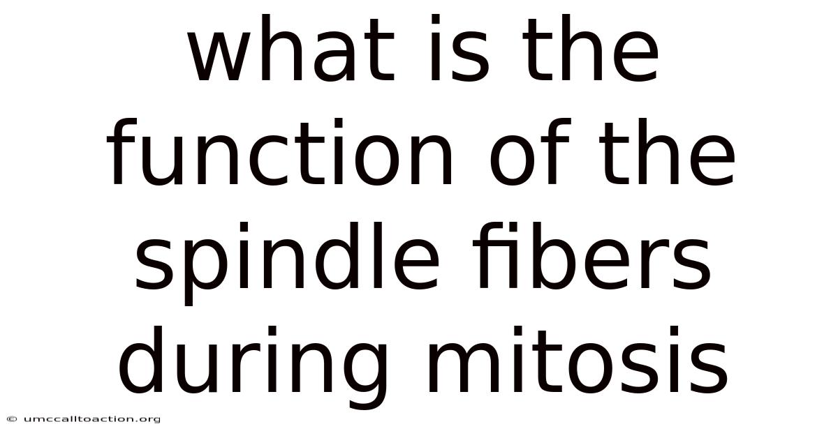 What Is The Function Of The Spindle Fibers During Mitosis