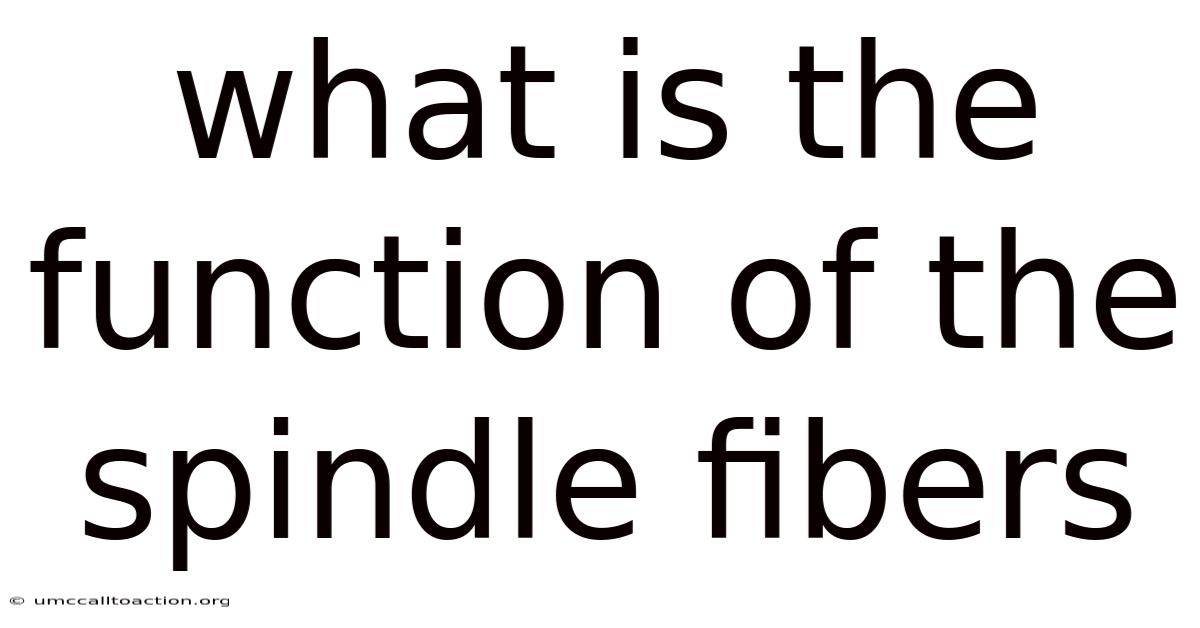 What Is The Function Of The Spindle Fibers