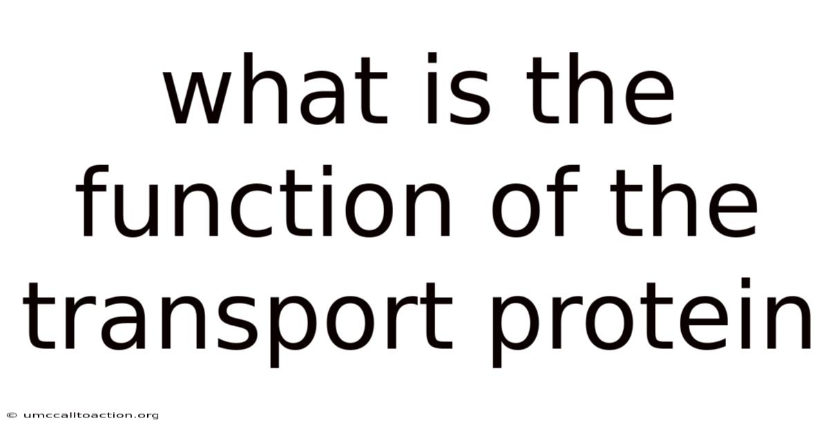 What Is The Function Of The Transport Protein