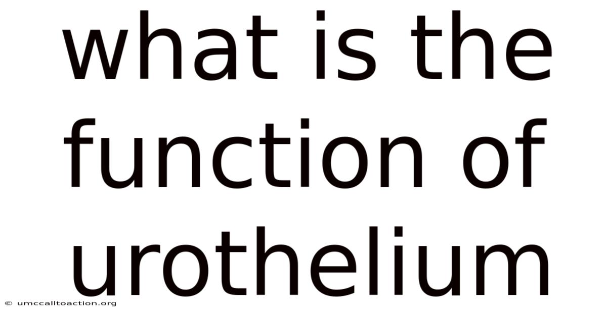 What Is The Function Of Urothelium