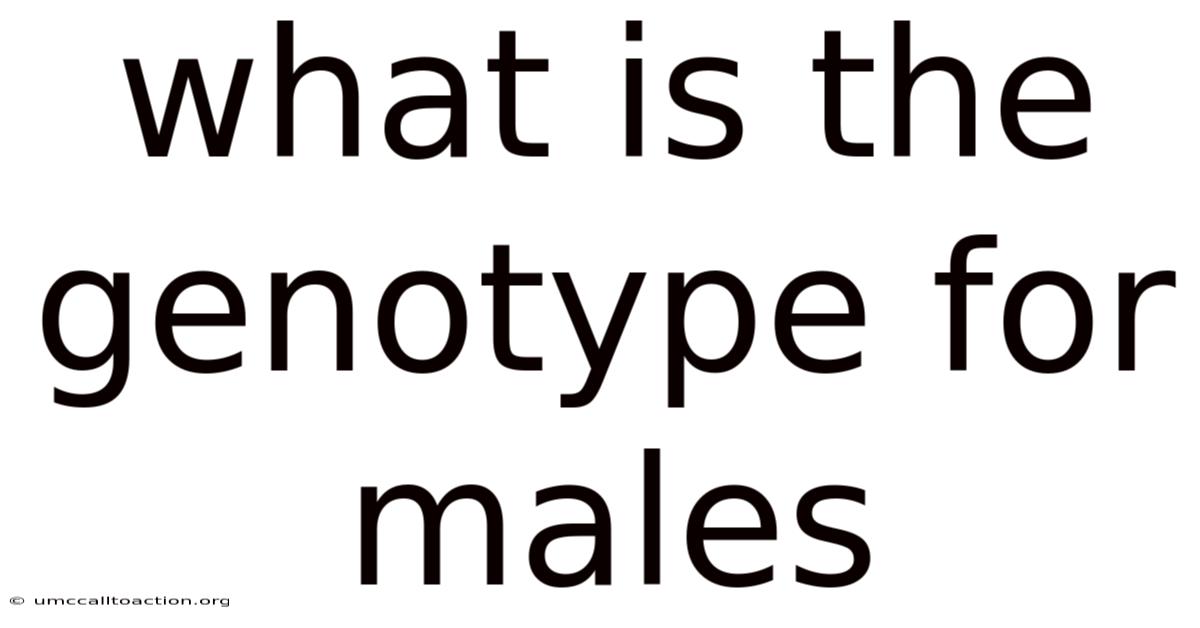 What Is The Genotype For Males