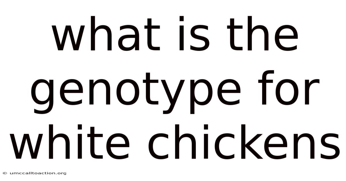 What Is The Genotype For White Chickens