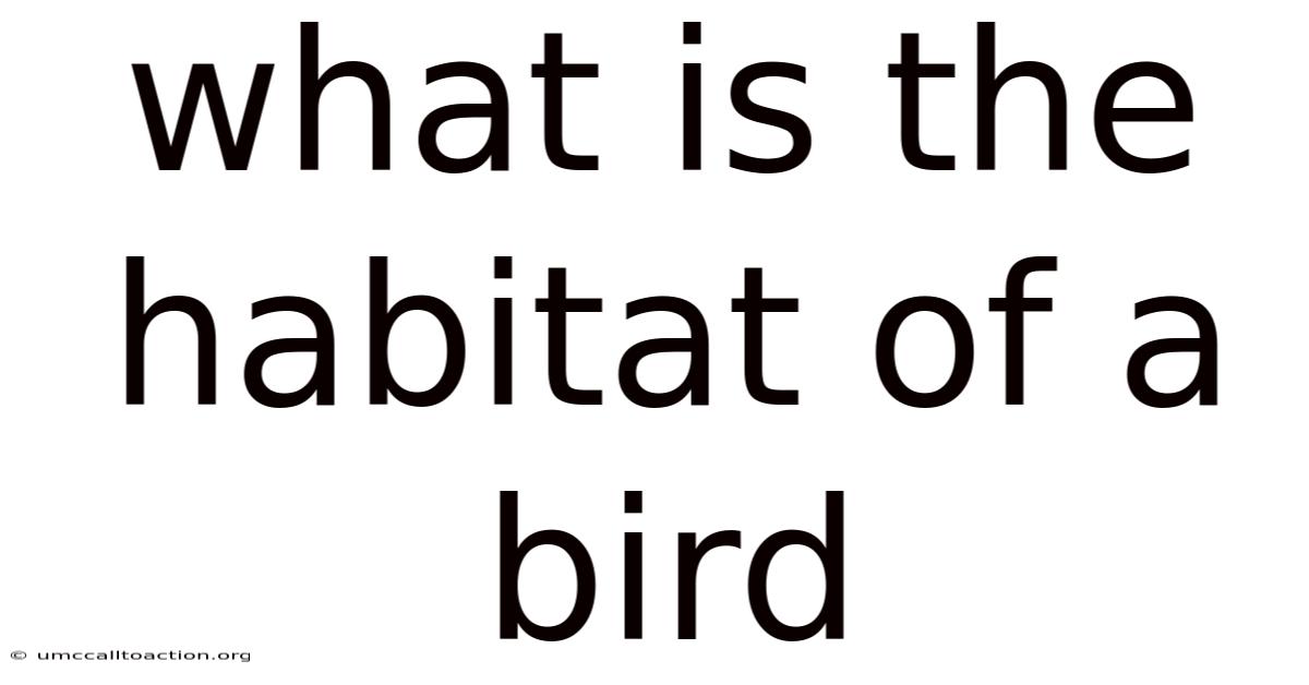 What Is The Habitat Of A Bird
