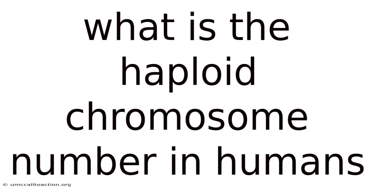 What Is The Haploid Chromosome Number In Humans