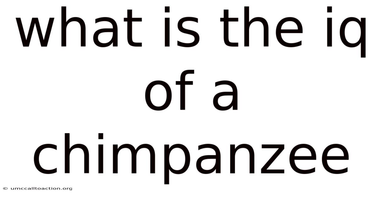 What Is The Iq Of A Chimpanzee