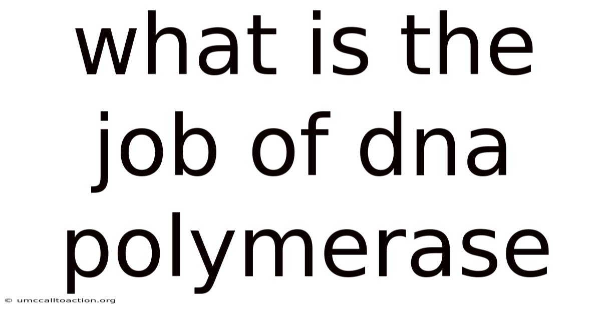 What Is The Job Of Dna Polymerase